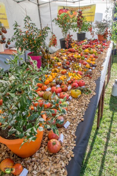 stand tomatofifou 25 août 2018 4