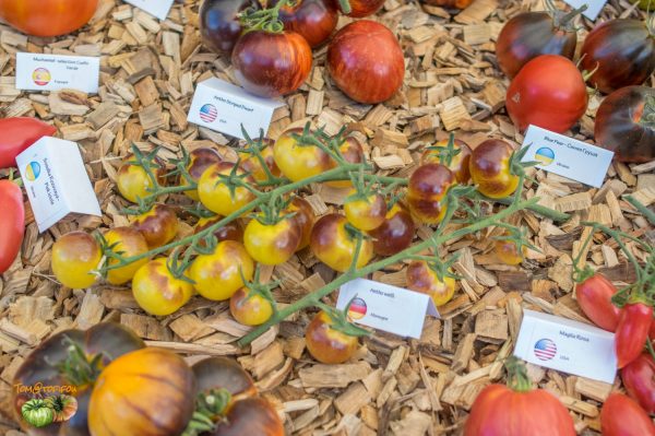 stand tomatofifou 25 août 2018 5