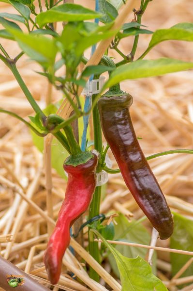 sweet pepper melrose 05 juin 2018