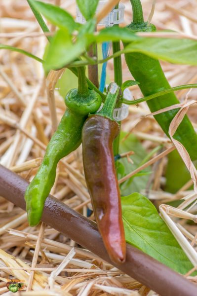 sweet pepper melrose 23 mai 2018 2