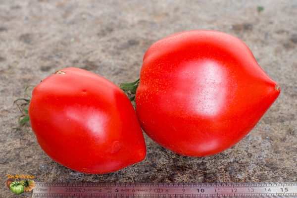 teton de venus rouge