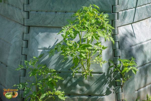 tomate compost 07 juin 2018 2