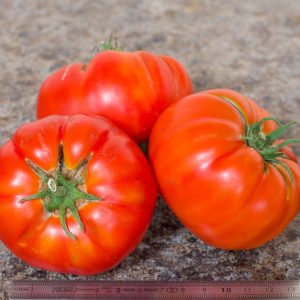 TOMATE DE VERS