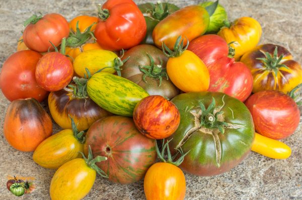 tomates 05 juillet 2018 5