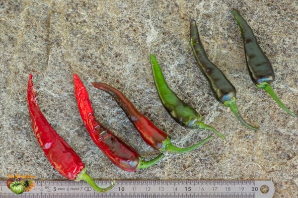 long purple cayenne