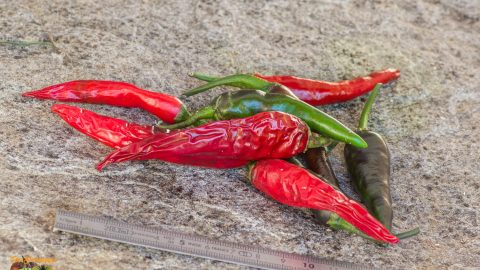 LONG PURPLE CAYENNE