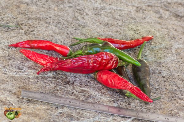long purple cayenne