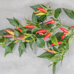 AJI OMNICOLOR