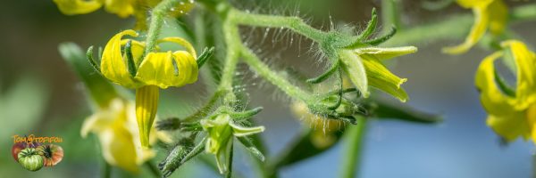 Pollinisation