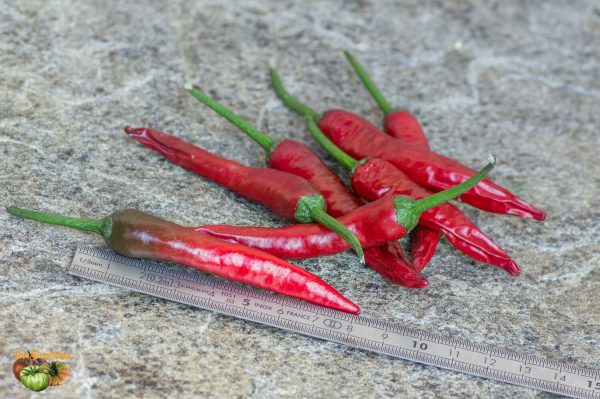 long purple cayenne