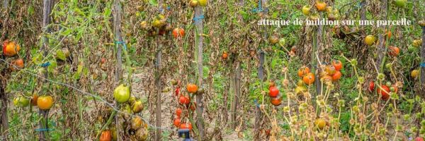 Maladies et ravageurs de la Tomate