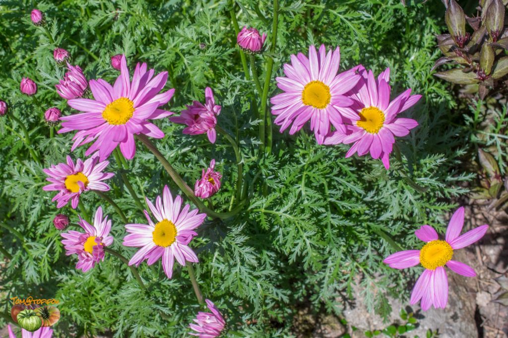 pyrethre 23 mai 2019