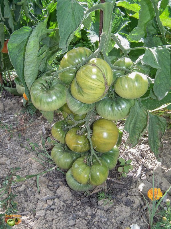green giant