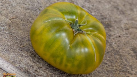 GREEN PINEAPPLE BUSCHTOMATE