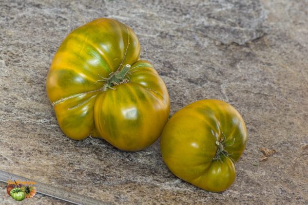green pineapple buschtomate
