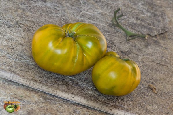 green pineapple buschtomate