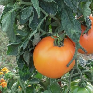 orange queen