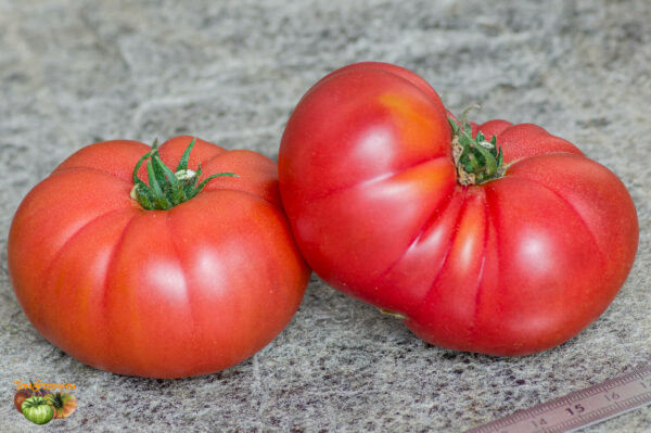 BURPEE'S DWARF GIANT - Image 2