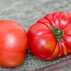 burpee's dwarf giant
