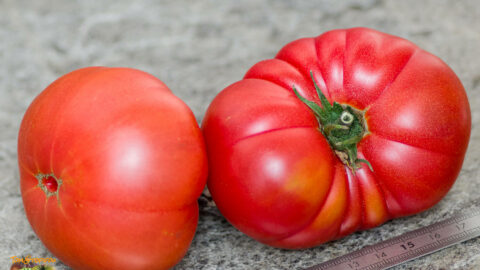 BURPEE'S DWARF GIANT