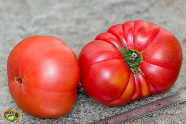 BURPEE'S DWARF GIANT