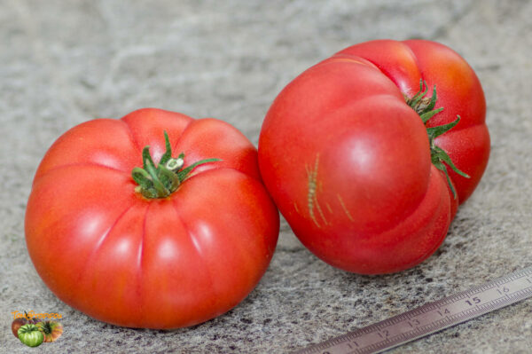 BURPEE'S DWARF GIANT - Image 3