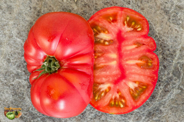 BURPEE'S DWARF GIANT - Image 5