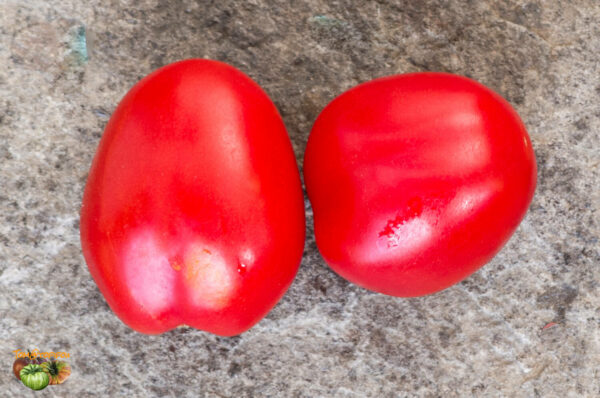 corbarino