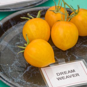 dream weaver