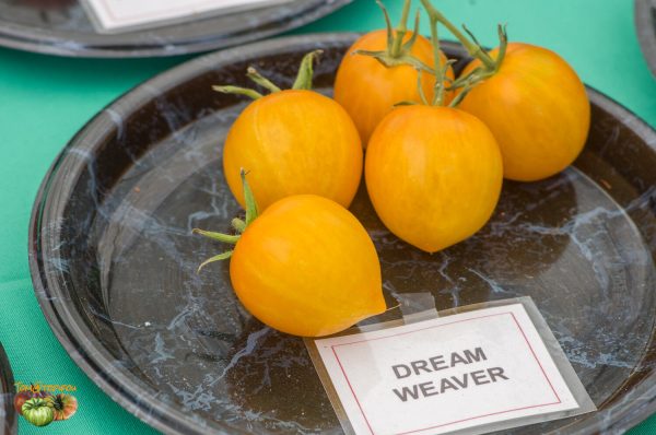 DREAM WEAVER