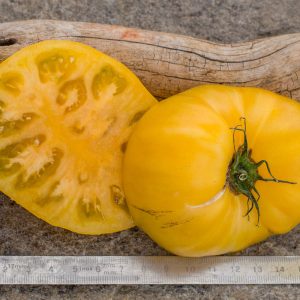 dwarf orange cream