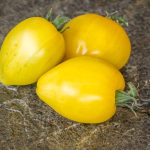 dwarf lemon ice