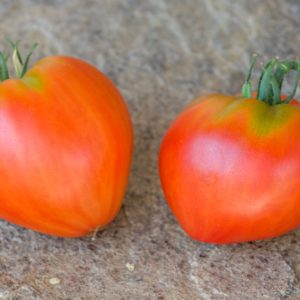 dwarf scarlet heart