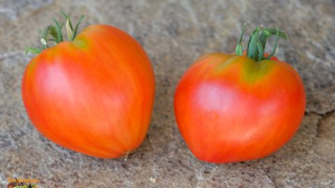 DWARF SCARLET HEART
