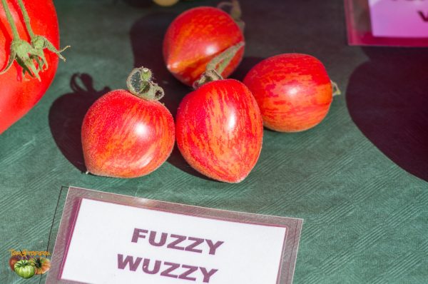 fuzzy wuzzy