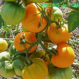garden peach