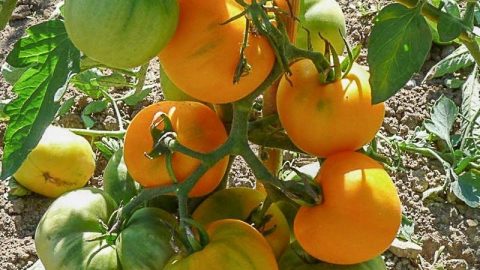 GARDEN PEACH