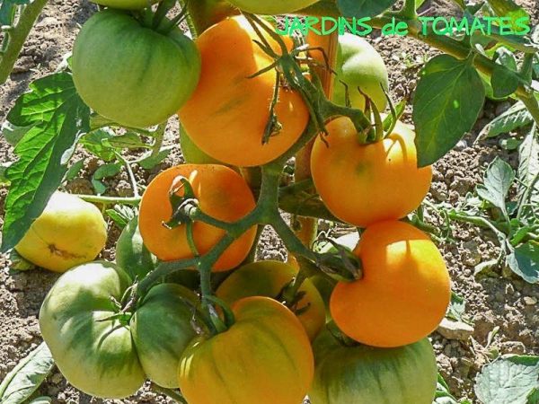 garden peach