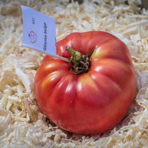 GIANT BELGIUM