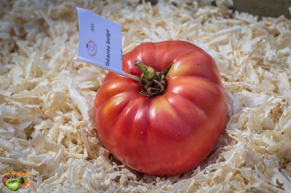 GIANT BELGIUM
