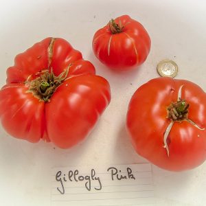 gillogly pink