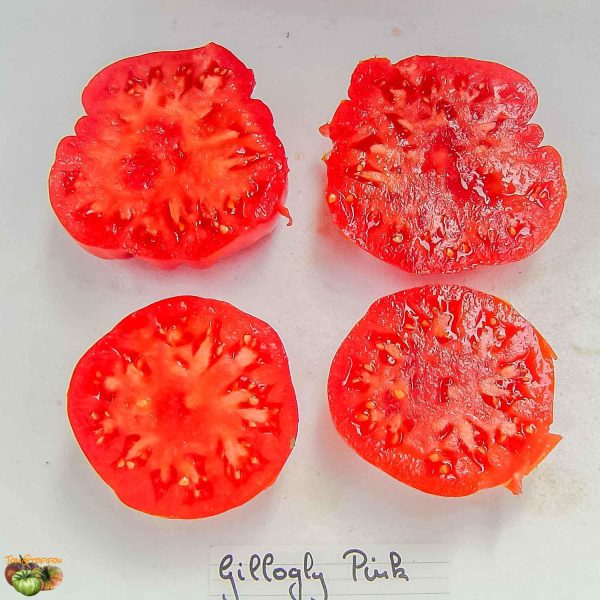 GILLOGLY PINK - Image 2