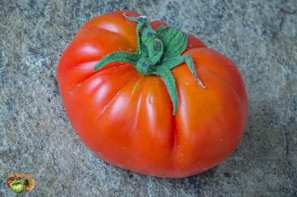 GOJI FARANJII