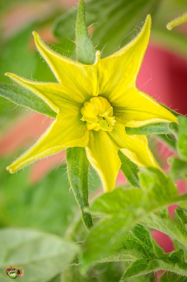 GOJI FARANJII - Image 7