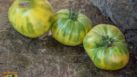 GREEN GIANT