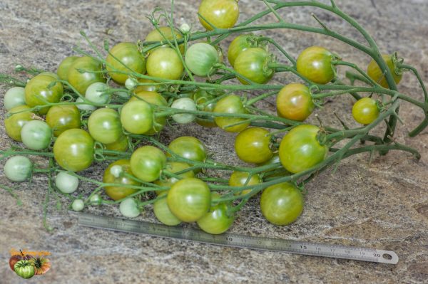 green grape beyond
