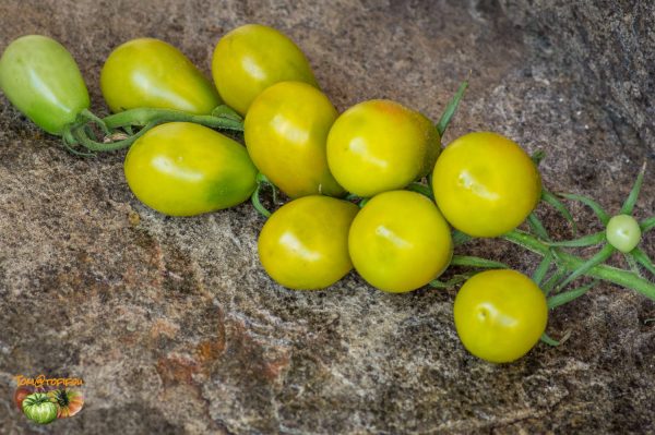 green pear