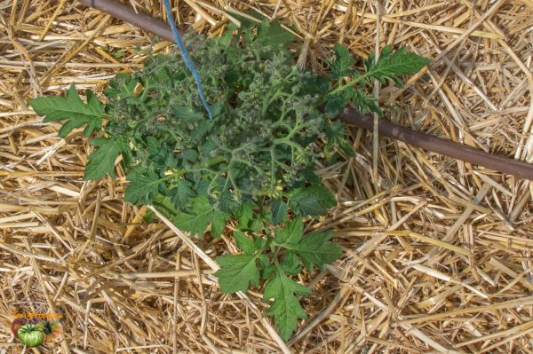 green pineapple buschtomate