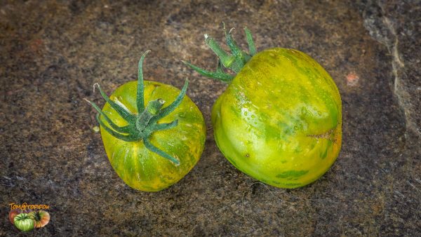 green bell pepper
