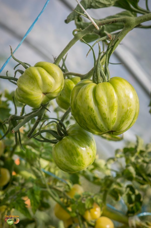 green bell pepper